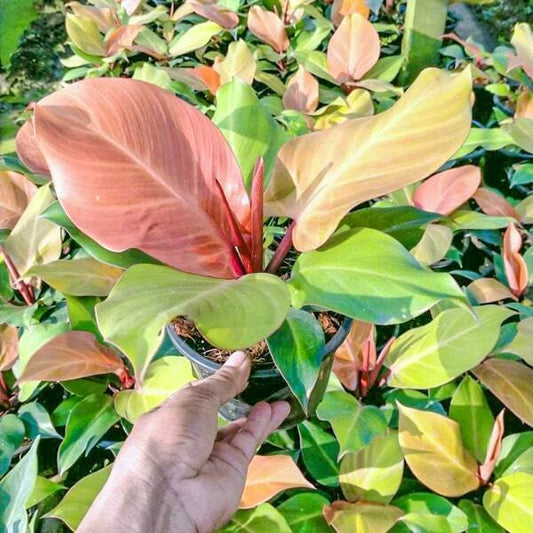 Philodendron CHERRY RED