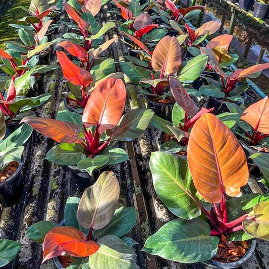 Philodendron CHERRY RED L