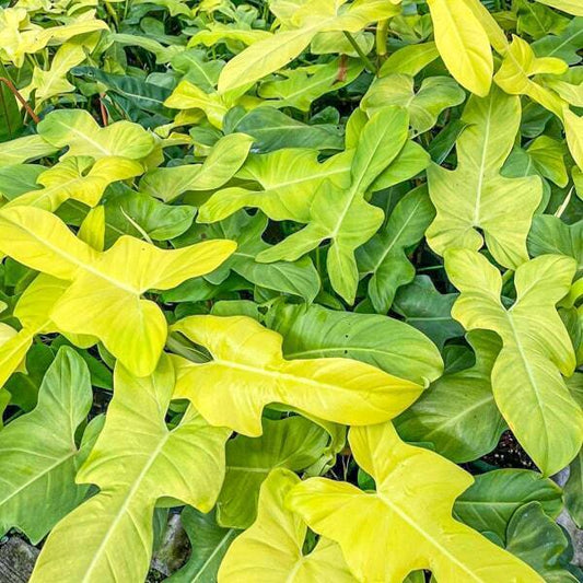 Philodendron GOLDEN VIOLIN L