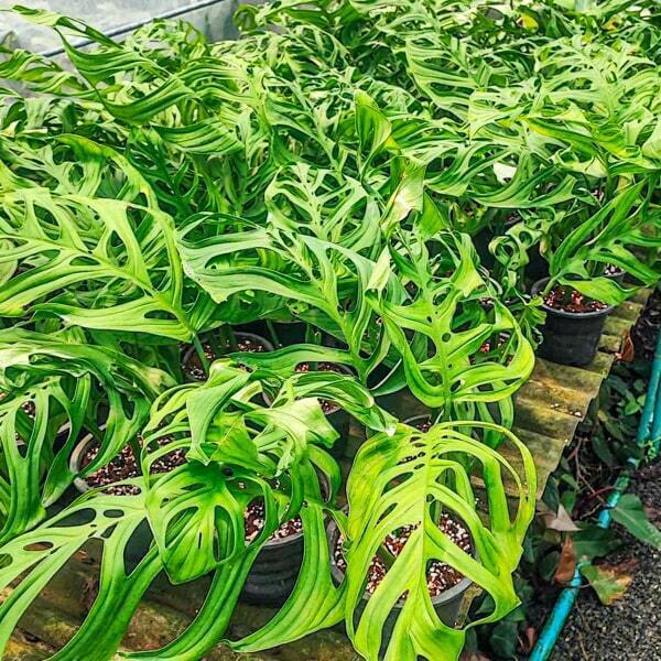 Monstera ESQUELETO