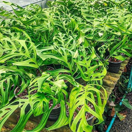 Monstera ESQUELETO