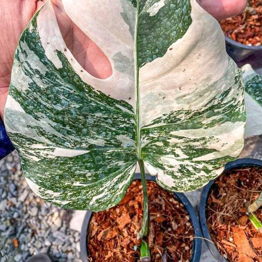 Monstera ALBO BORSIGIANA