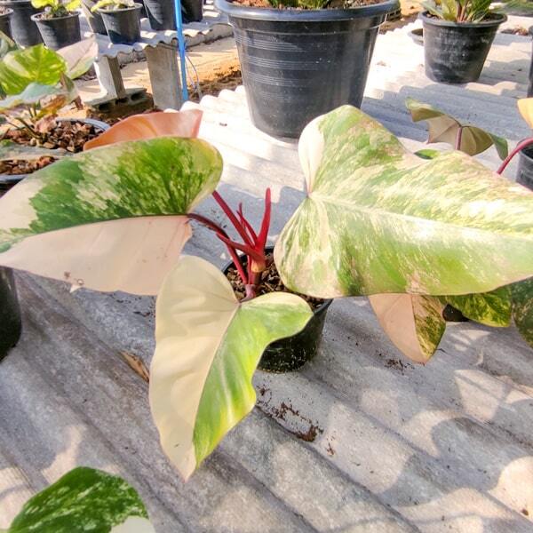Philodendron STRAWBERRY SHAKE