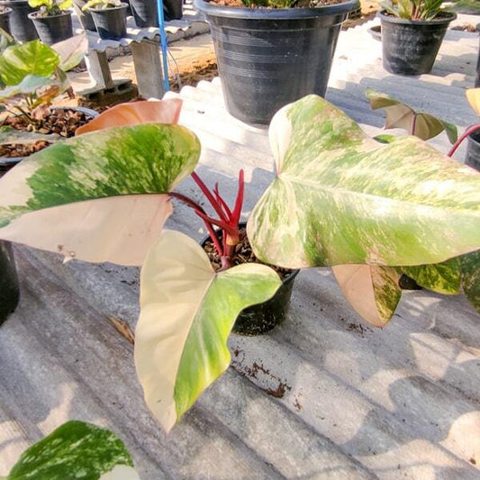 Philodendron STRAWBERRY SHAKE
