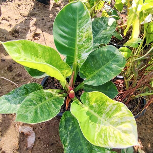 Philodendron MOONLIGHT VAR