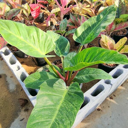 Philodendron RUAY SAB VAR