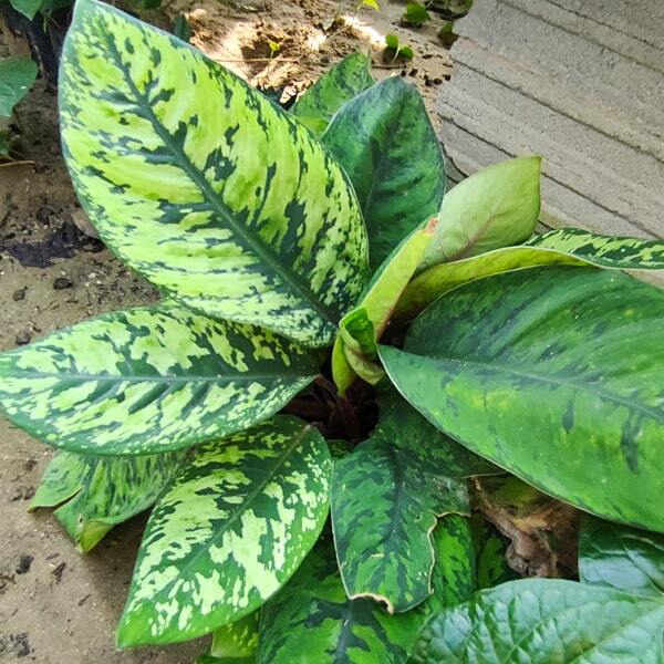 Homalomena WALLISII