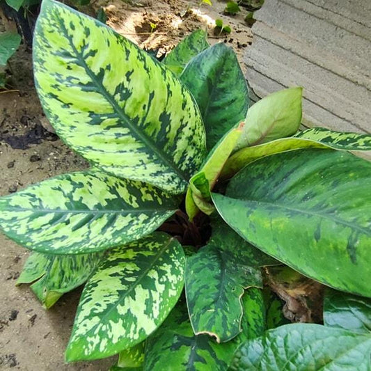Homalomena WALLISII