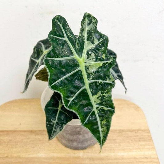 Alocasia AMAZONICA VAR