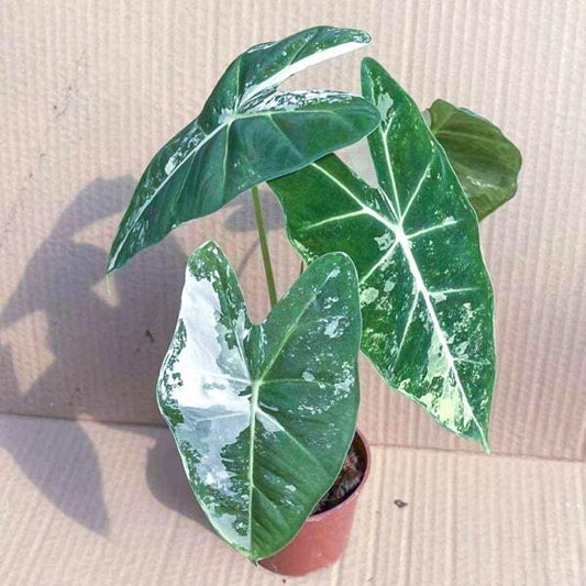 Alocasia FRYDEK VAR
