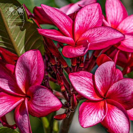 Plumeria SAO MUANG NON