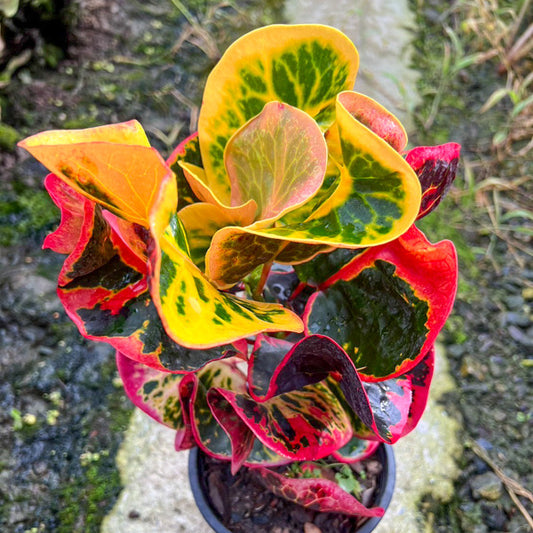 Croton CHANTHABUN