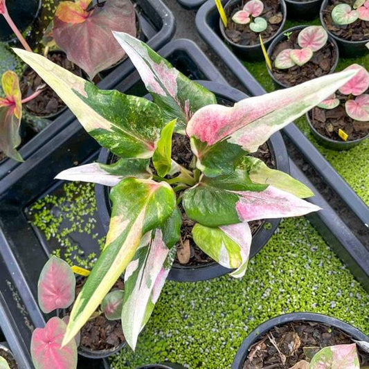 Caladium MEE CHOK Ð LUCKY