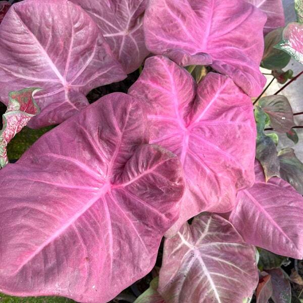 Caladium MUANG MONGKOL Ð AUSPICIOUS PURPLE