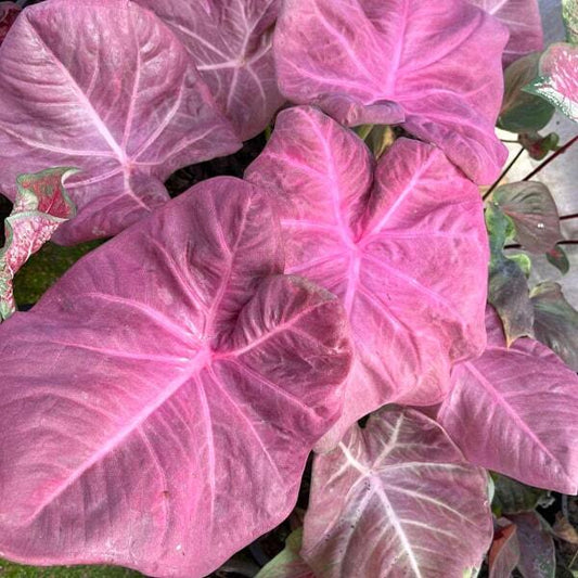 Caladium MUANG MONGKOL Ð AUSPICIOUS PURPLE