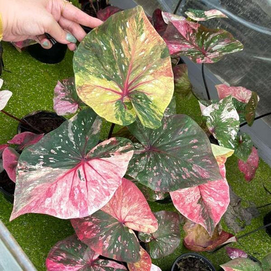 Caladium DESTINY