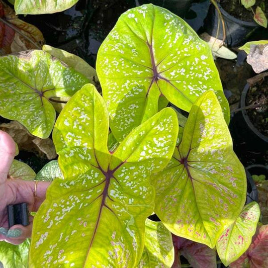 Caladium LEMON