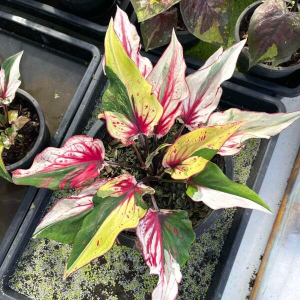 Caladium MEE SAB Ð WEALTHY