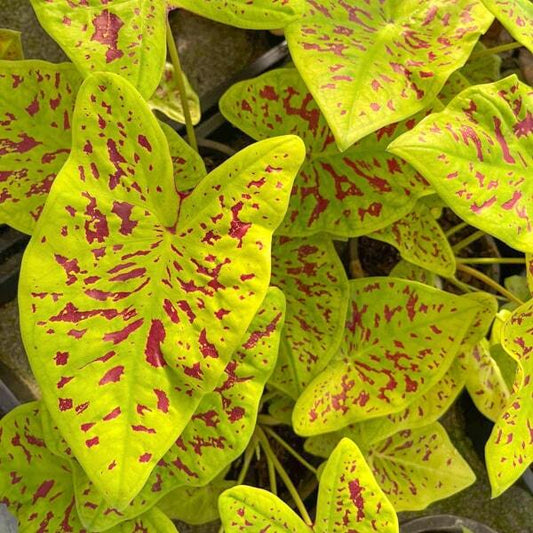 Caladium LUEANG SUREE CHAN