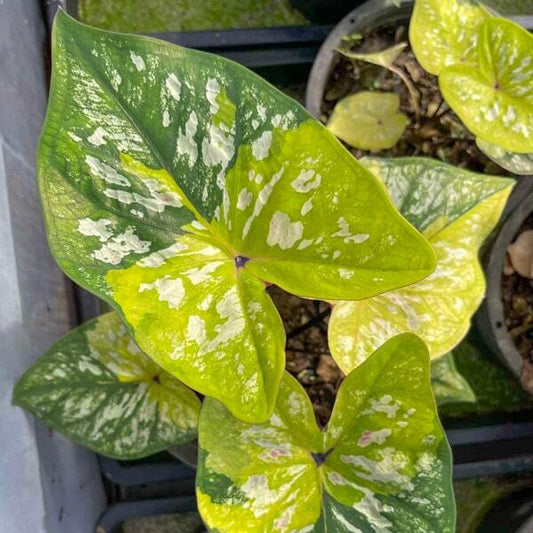 Caladium BUMBLE BEE