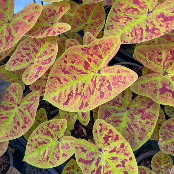 Caladium LUEANG SUREE CHAN G2