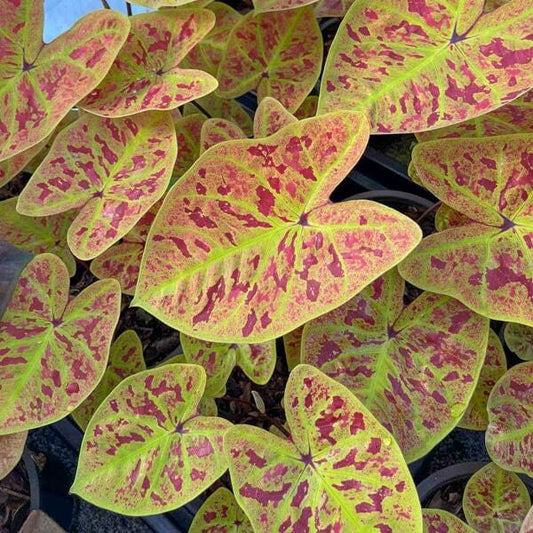 Caladium LUEANG SUREE CHAN G2