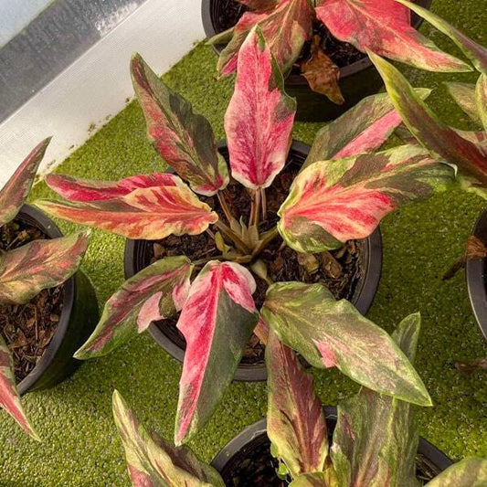 Caladium PHRANG CHOMPHU Ð PINK CAMOUFLAGE