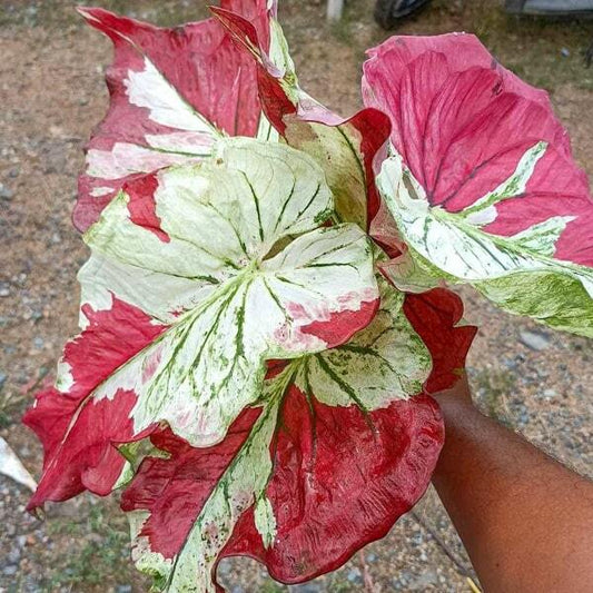 Caladium NUEA DUANG Ð OVER THE MOON