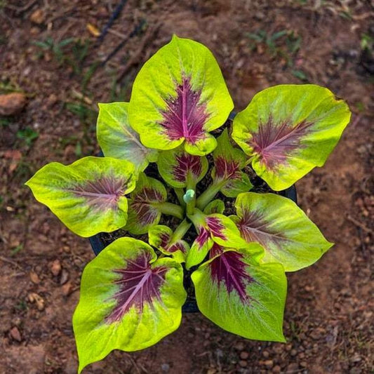 Caladium LEMON SAI MUANG Ð PURPLE LEMON