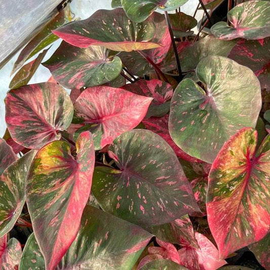 Caladium MANEE LOM PHET