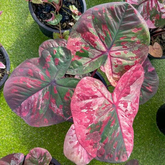 Caladium PHETCHABUN