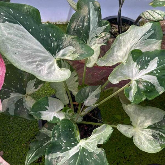 Caladium RATSAMEE NGERN