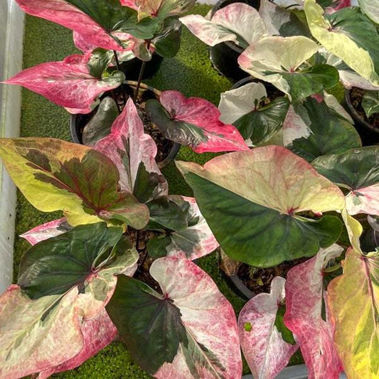 Caladium MAE FAH LUANG
