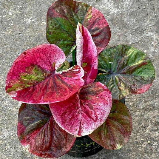 Caladium SRI THAMMARAT