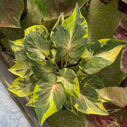 Caladium ARTEMIS
