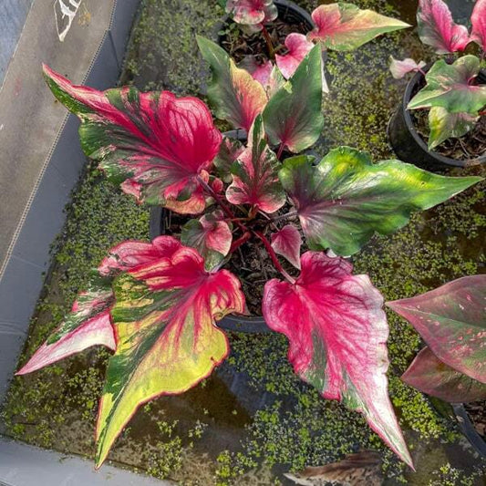 Caladium MERMAID