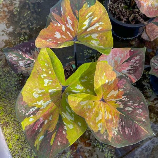 Caladium SAB PRASAN