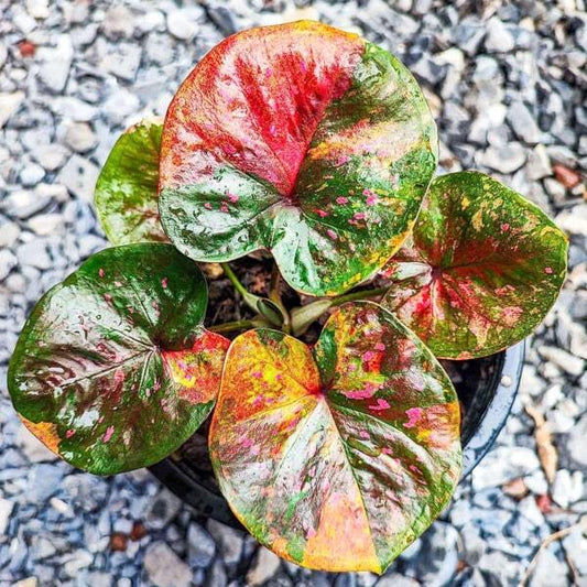 Caladium INFINITY