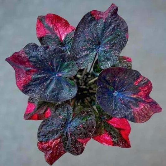 Caladium GAKHAP PHRIK Ð CHILI CROW