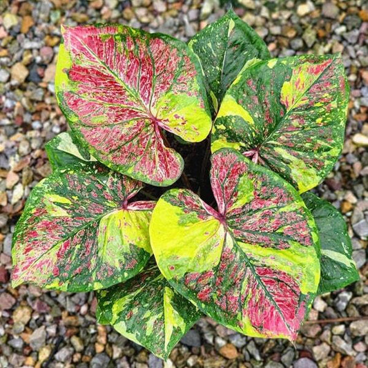 Caladium SAENG THONG KAM Ð GOLDEN LIGHT