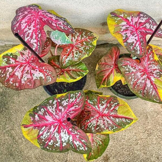 Caladium THONG AMPHAI Ð AMAZING GOLD