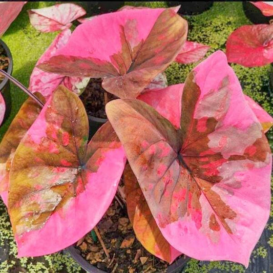 Caladium SUANG ISAN Ð ISAN WORSHIP