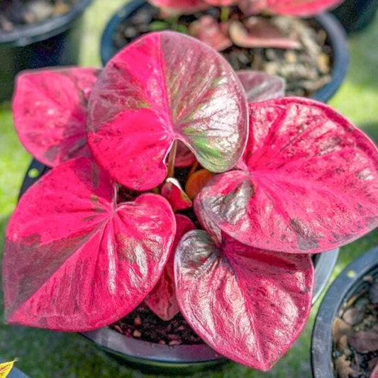 Caladium PHIT CHOMPHU Ð PINK POISON