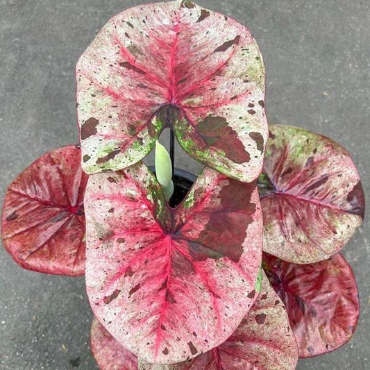 Caladium DARUMA