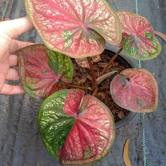 Caladium MONGKOL SIAM