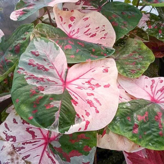 Caladium ROSE (PHLAENG)