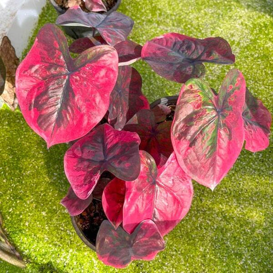 Caladium RED DEVILS