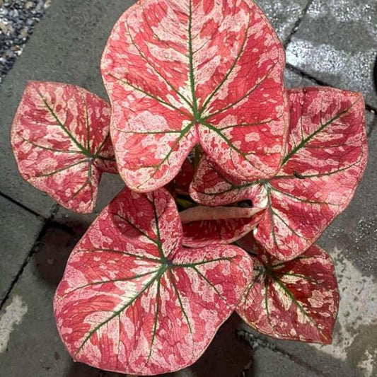 Caladium HEARTBEAT