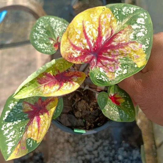 Caladium GESORN PHUMARIN