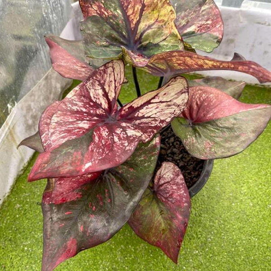 Caladium LUCIFER